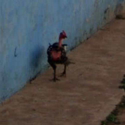 Best juego chicken road in Spain